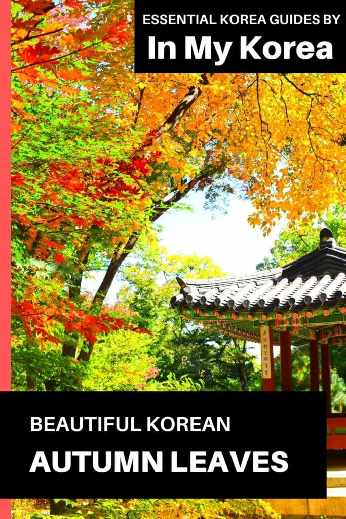 Beautiful Korean Autumn Leaves Pictures: Best Foliage 2024 52 Beautiful Korean autumn leaves pictures Pin 3