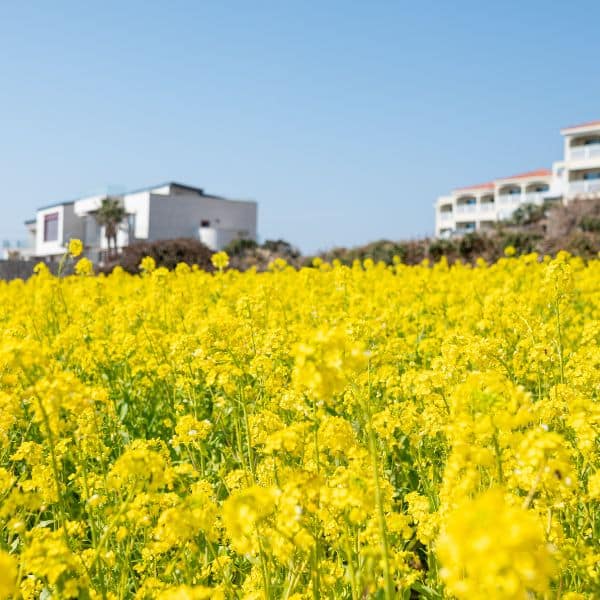 Best Korean Spring Festivals 2024: Nature, Culture, Blossoms 18 Jeju Island Canola Flower Festival