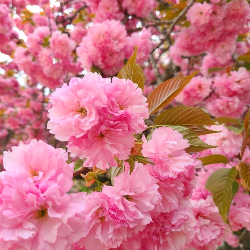 Where To See Cherry Blossoms In Korea 2024: Seoul And Beyond 13 Jeju King Cherry Blossom Festival in Korea