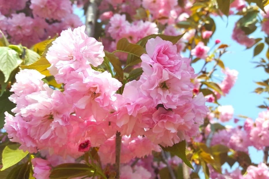 Where To See Cherry Blossoms In Korea 2024: Seoul And Beyond 32 Jeju’s King Cherry Blossom Festival