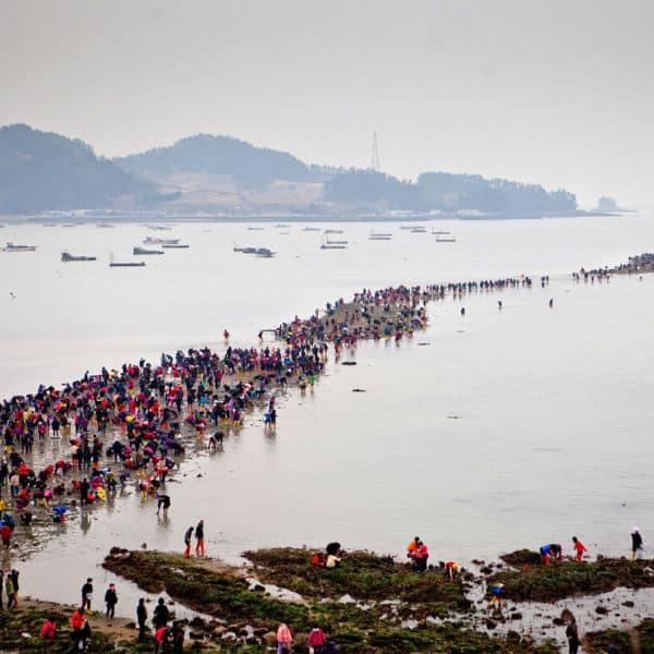 Best Korean Spring Festivals 2024: Nature, Culture, Blossoms 26 Jindo Sea Parting Miracle Festival Korea