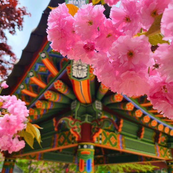 10 Best National Parks In Korea To Visit For Beautiful Views 30 King cherry blossoms at Beopjusa Temple