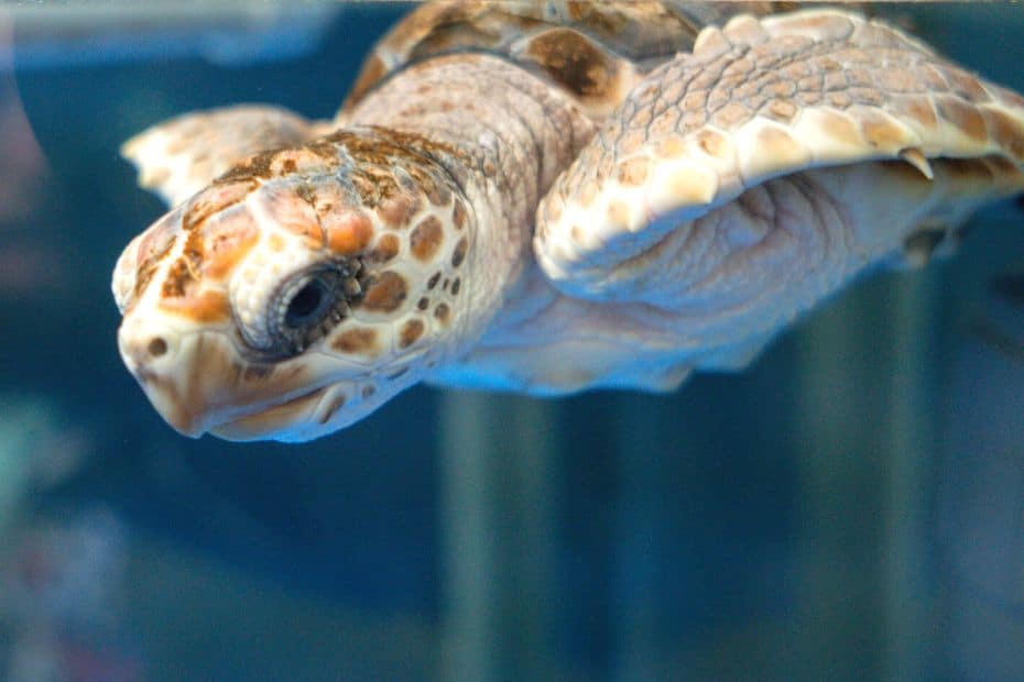 Klook Pass Seoul 2024: Better Than The Discover Seoul Pass? 11 Klook Pass Seoul Aquarium 63