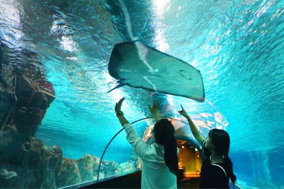 Klook Pass Seoul 2024: Better Than The Discover Seoul Pass? 8 Klook Pass Seoul COEX Aquarium