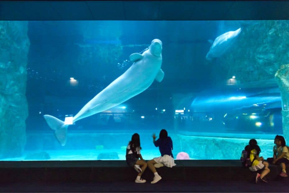Klook Pass Seoul 2024: Better Than The Discover Seoul Pass? 7 Klook Pass Seoul Lotte World Aquarium