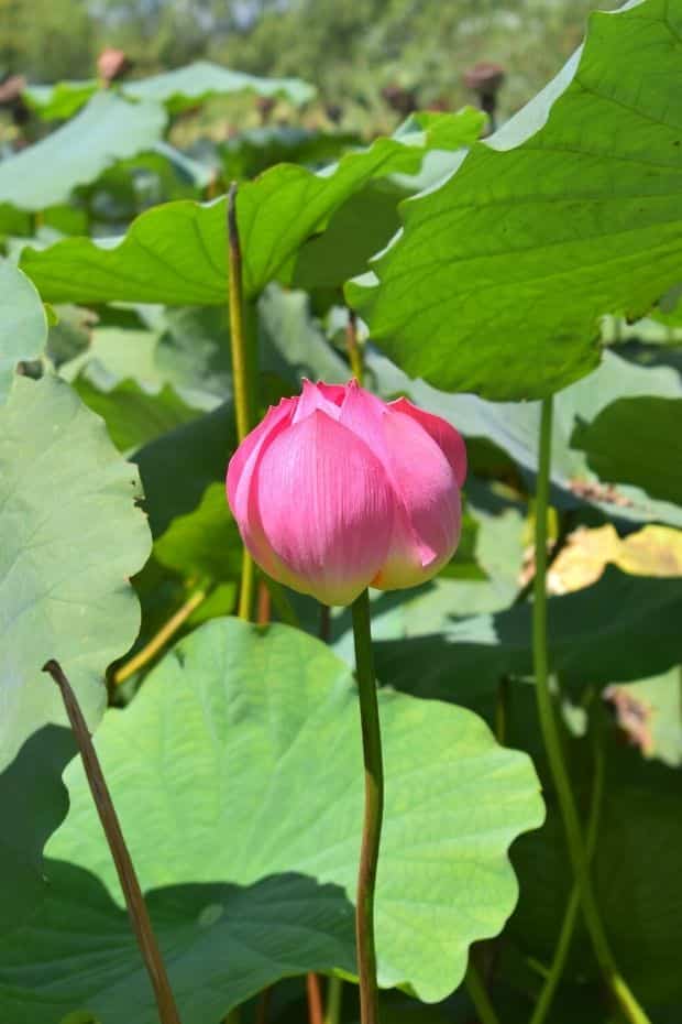 10 Things To Do In Buyeo 2024: UNESCO World Heritage City 7 Lotus flower in Gungnamji Pond, Buyeo