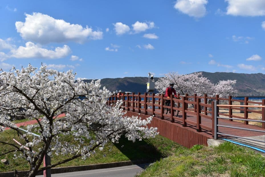 15 Best Places To Go Cycling In Korea: From Coast To Mountains 20 Man cycling in Korea past cherry blossom trees