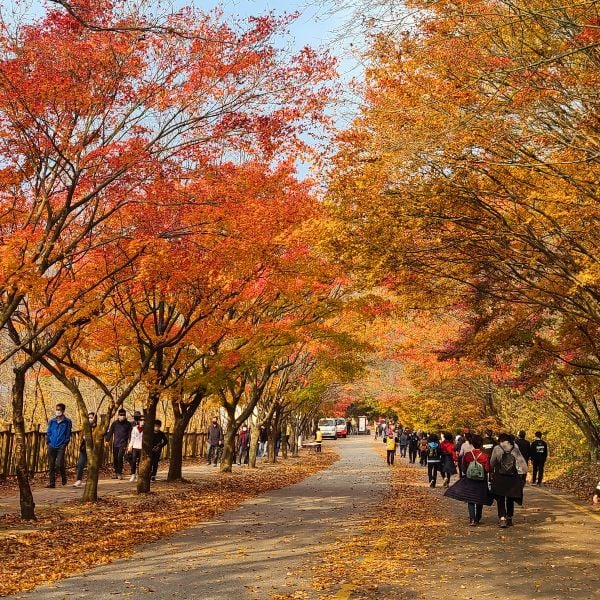 10 Best National Parks In Korea To Visit For Beautiful Views 22 Maple Tree Tunnel in Naejangsan