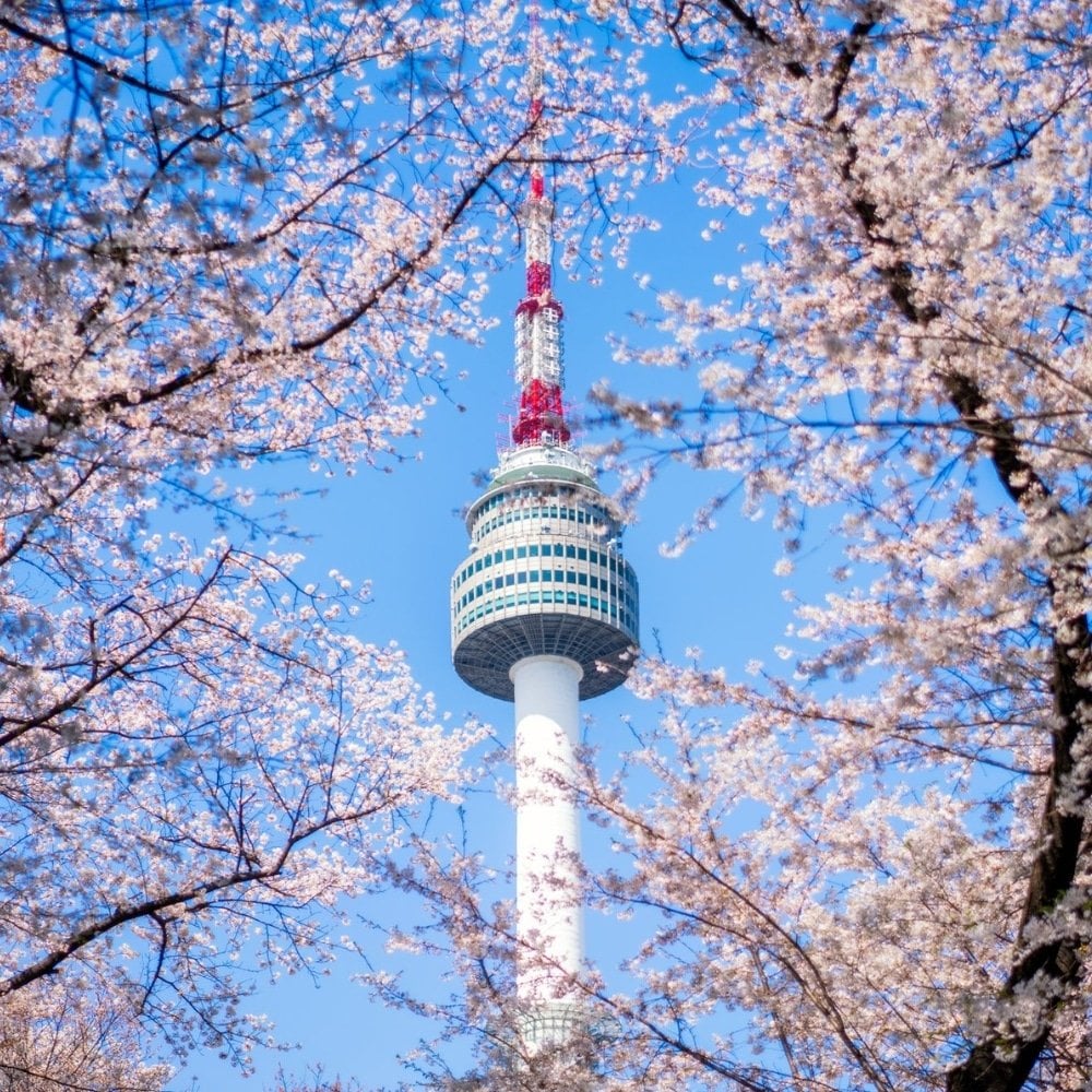 Where To See Cherry Blossoms In Korea 2024: Seoul And Beyond 19 N Seoul Tower With Cherry Blossoms