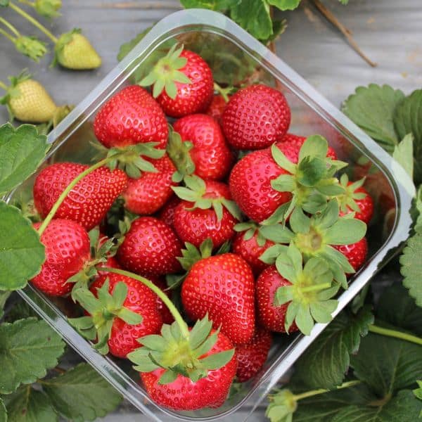 Best Korean Spring Festivals 2024: Nature, Culture, Blossoms 19 Nonsan Strawberry Festival In Korea