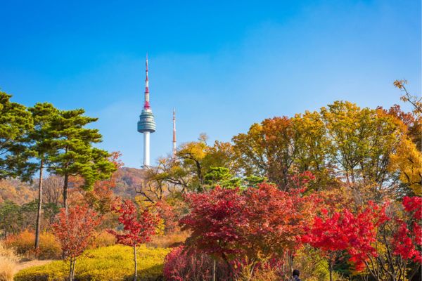 Official Korean Autumn Leaves Forecast