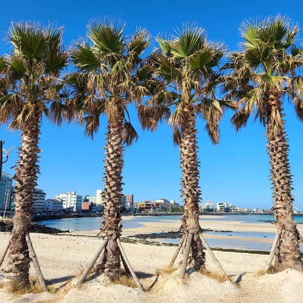 Palm trees on Jeju Island in winter Palm trees on Jeju Island in winter
