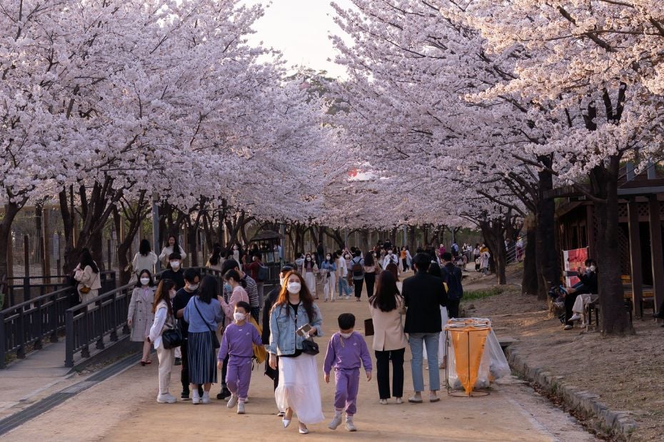 Best Korean Spring Festivals 2024: Nature, Culture, Blossoms 6 People attending a cherry blossom festival in Korea