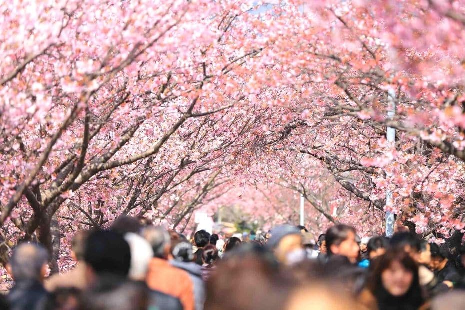 Where To See Cherry Blossoms In Korea 2024: Seoul And Beyond 8 People attending cherry blossom festival in Korea
