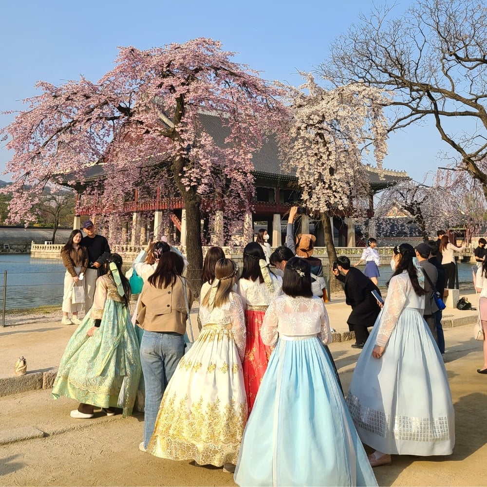 Where To See Cherry Blossoms In Korea 2024: Seoul And Beyond 16 People in traditional Korean hanbok at Gyeongbokgung Palace