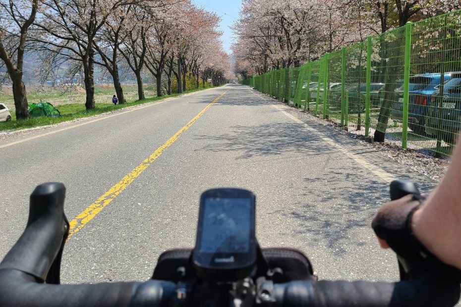 15 Best Places To Go Cycling In Korea: From Coast To Mountains 14 Person cycling along a cherry blossom road in Korea
