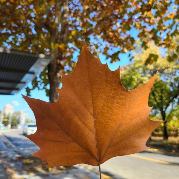 Platanus autumn foliage leaf in Seoul Platanus autumn foliage leaf in Seoul