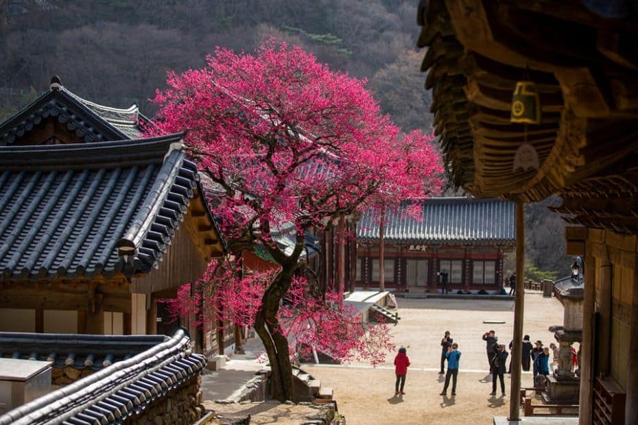 Best Korean Spring Festivals 2024: Nature, Culture, Blossoms 5 plum blossoms at Hwaomsa Buddhist Temple in Jirisan National Park.