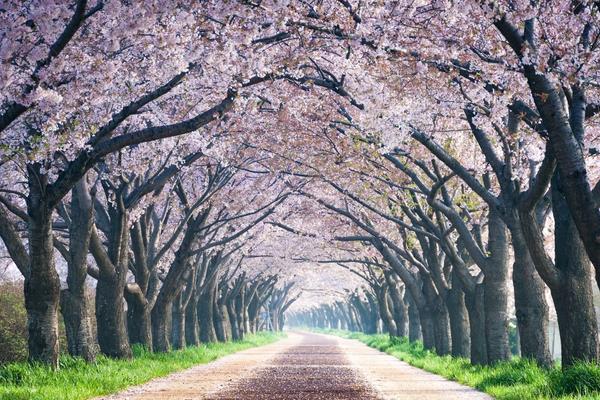 Where To See Cherry Blossoms In Korea 2024: Seoul And Beyond 28 Samnak Ecological Park in Busan
