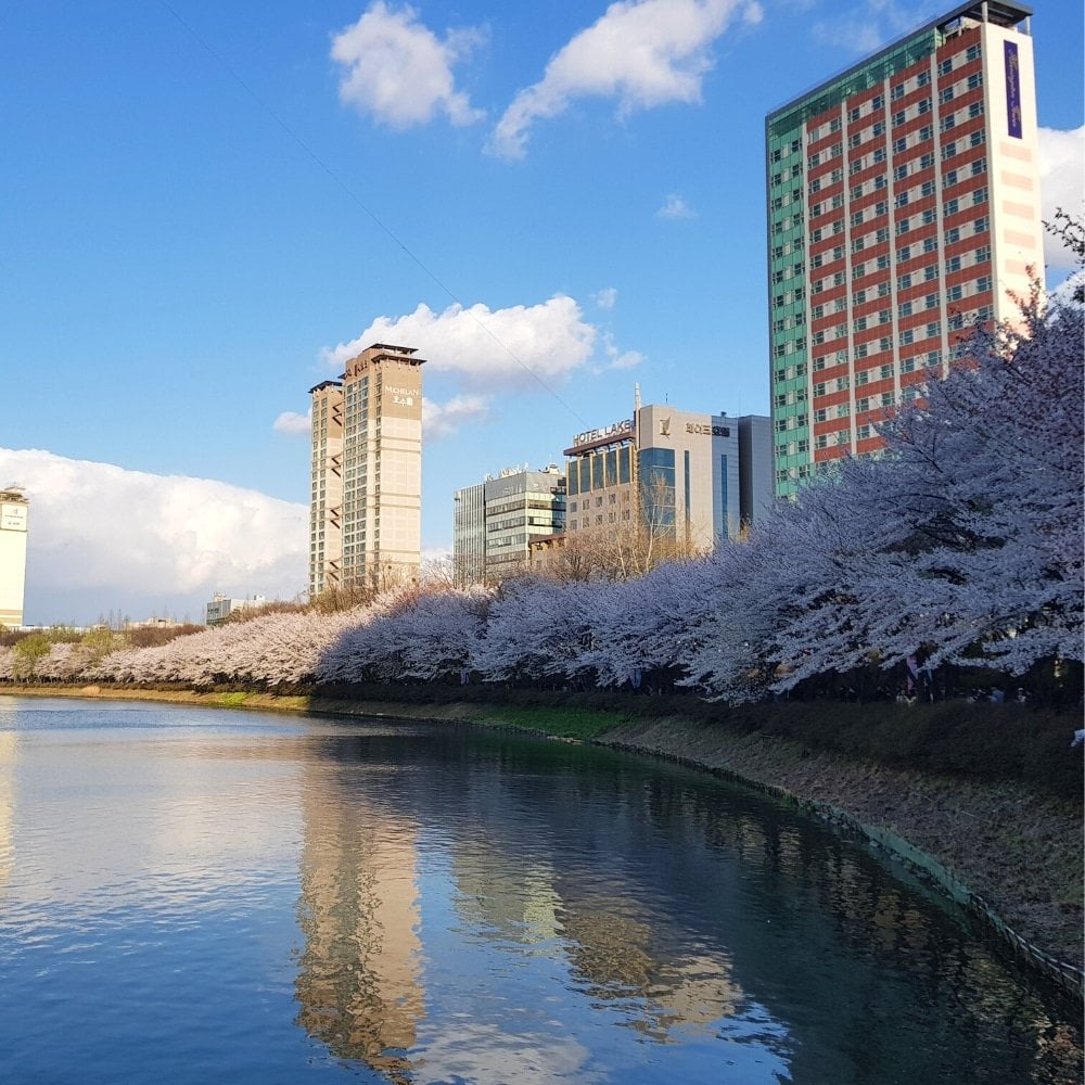 A Weekend In Seoul: Perfect Two Day Itinerary For Seoul 2024 18 Seokchon Lake Cherry Blossom Festival in Seoul