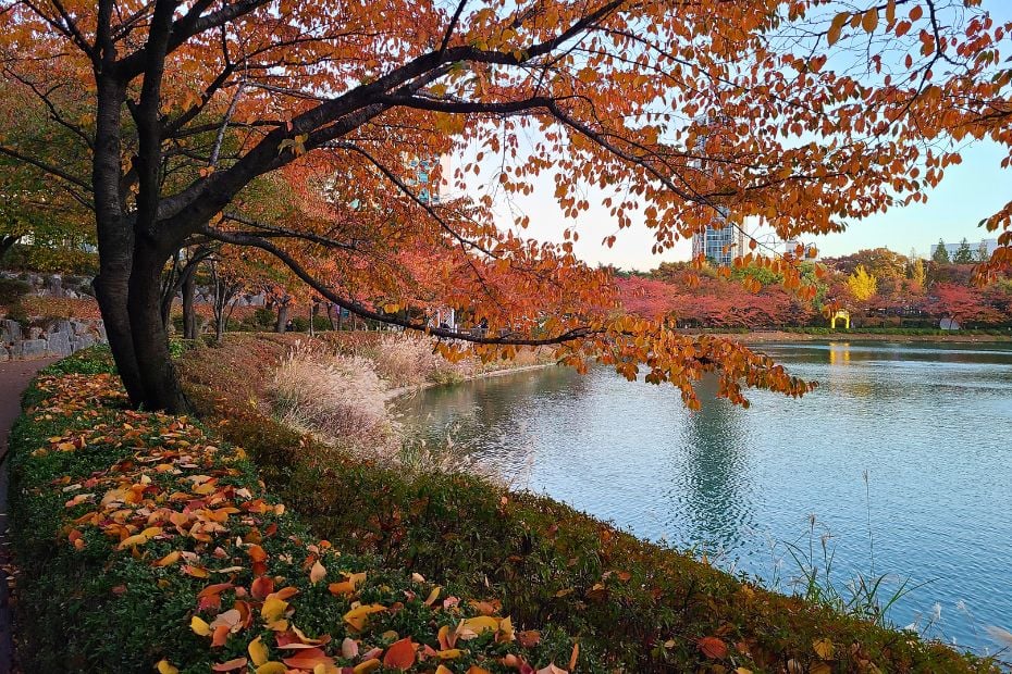 30 Best Free Things To Do In Seoul: Cheap Fun In Seoul 2024 19 Seokchon lake during autumn in Korea