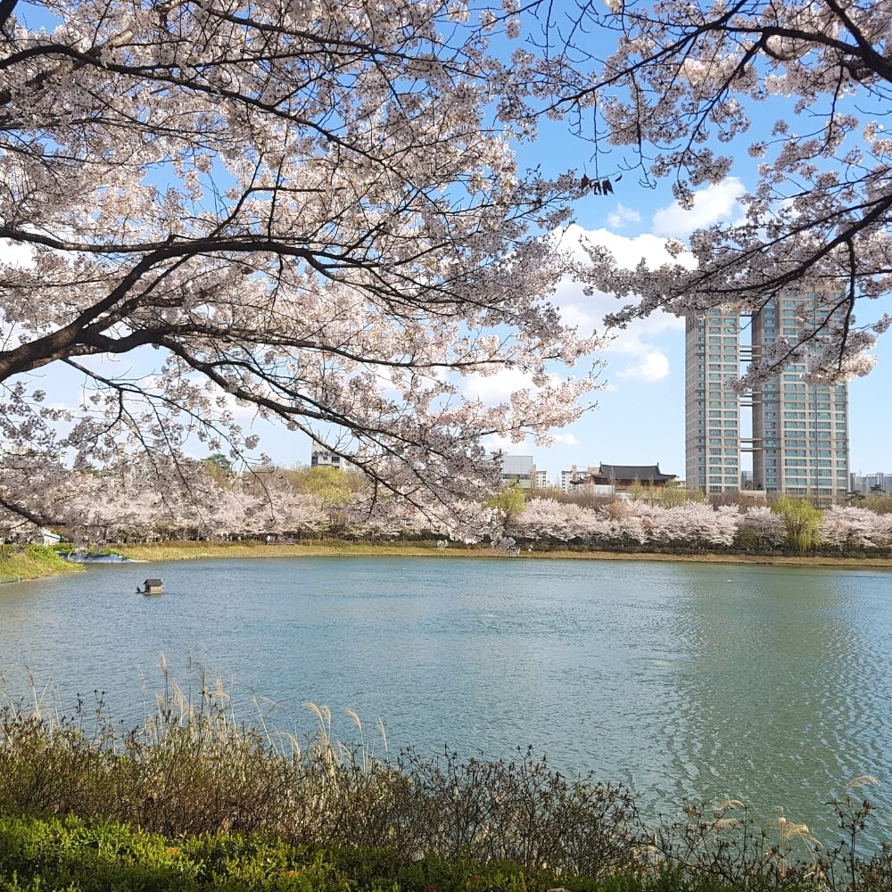 Where To See Cherry Blossoms In Korea 2024: Seoul And Beyond 18 Seokchon Lake in Seoul Korea
