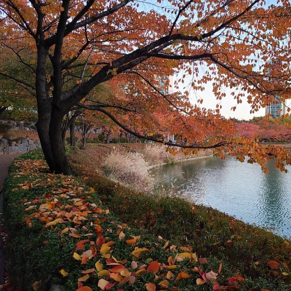 Seokchon Lake with autumn foliage Seoul Seokchon Lake with autumn foliage Seoul