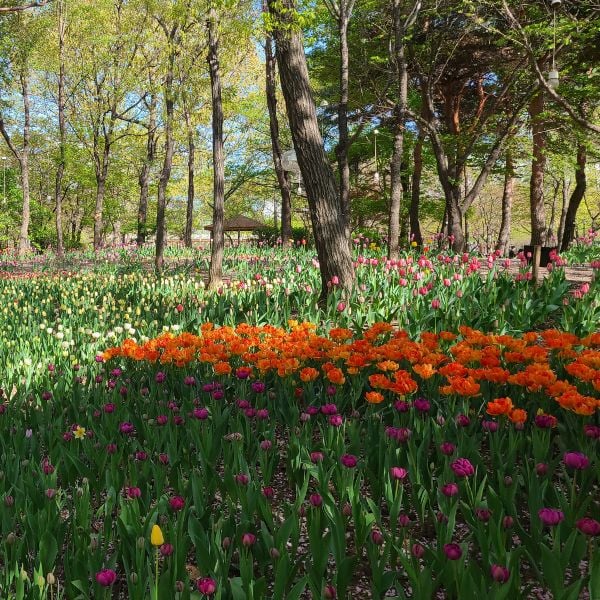 Seoul River Bus Service 2024: Travel The Han River By Boat 11 Seoul Forest Park in Seoul