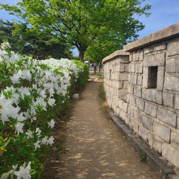 30 Best Free Things To Do In Seoul: Cheap Fun In Seoul 2024 12 Seoul fortress walls with white flowers