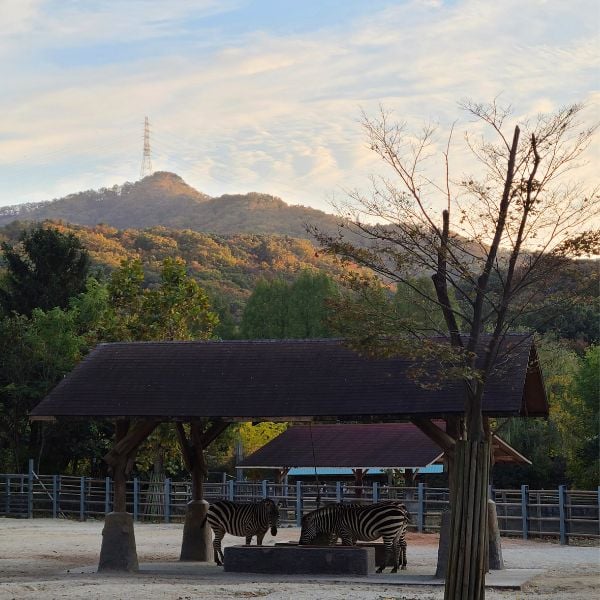 Seoul Grand Park in autumn Seoul Grand Park in autumn