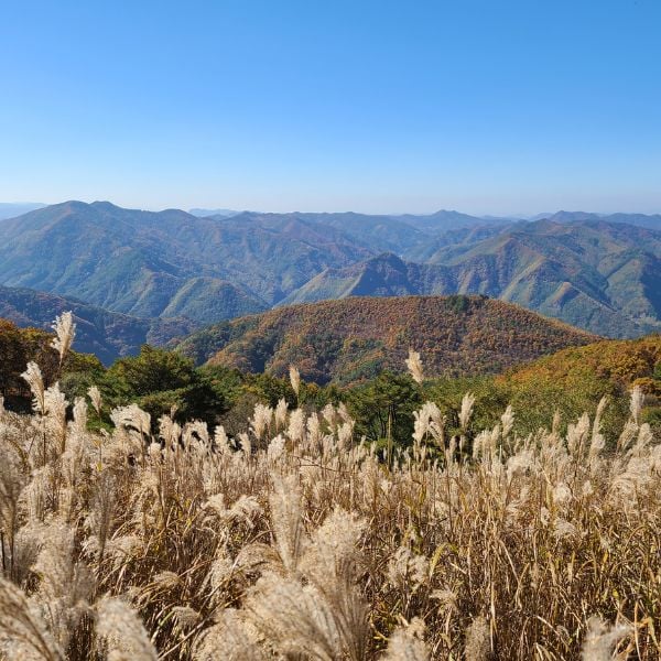 Silver reeds at Mindungsan Mountain Silver reeds at Mindungsan Mountain