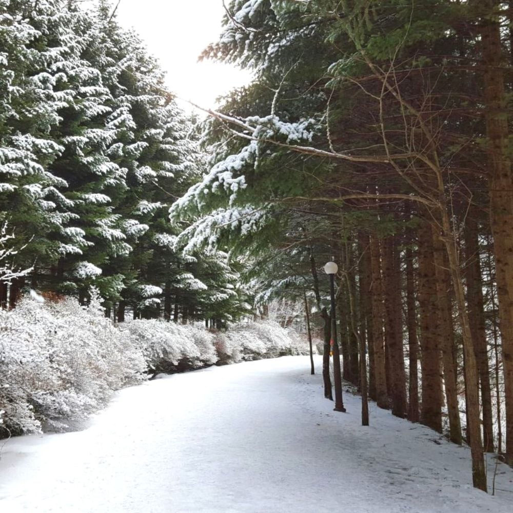 Where Does It Snow In Korea? Snow In Seoul And Korea 2024 14 Snow covered road and trees in Seoul