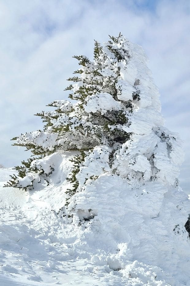 How To Hike Hallasan In Winter: Jeju Island Snow Hiking 2024 5 Snow-covered tree on Hallasan Mountain, Jeju Island
