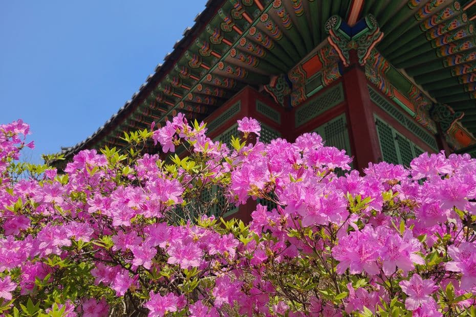 Best Korean Spring Festivals 2024: Nature, Culture, Blossoms 42 Spring flowers during a festival in Seoul