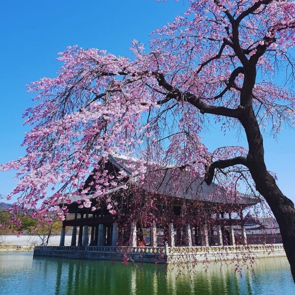 A Weekend In Seoul: Perfect Two Day Itinerary For Seoul 2024 5 Spring In Korea Cherry Blossoms Gyeongbokgung Palace