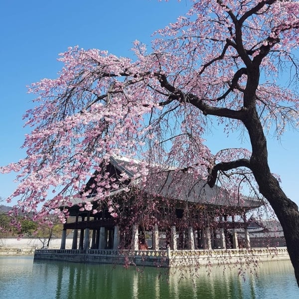 Complete South Korea Travel Guide 2024: Korean Travel Tips 14 Spring In Korea Gyeongbokgung Palace