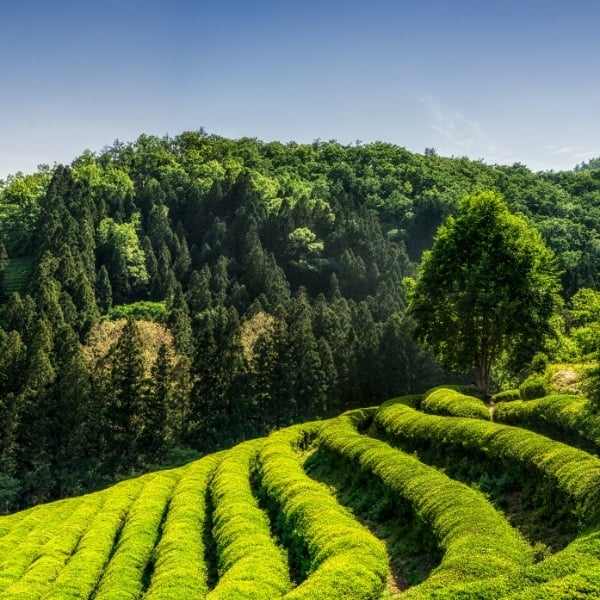 Complete South Korea Travel Guide 2024: Korean Travel Tips 15 Summer In Korea Boseong Green Tea Fields