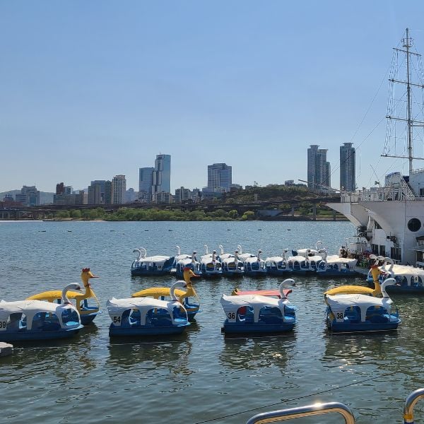 Seoul River Bus Service 2024: Travel The Han River By Boat 10 Swan boats in Seoul at Ttukseom Park