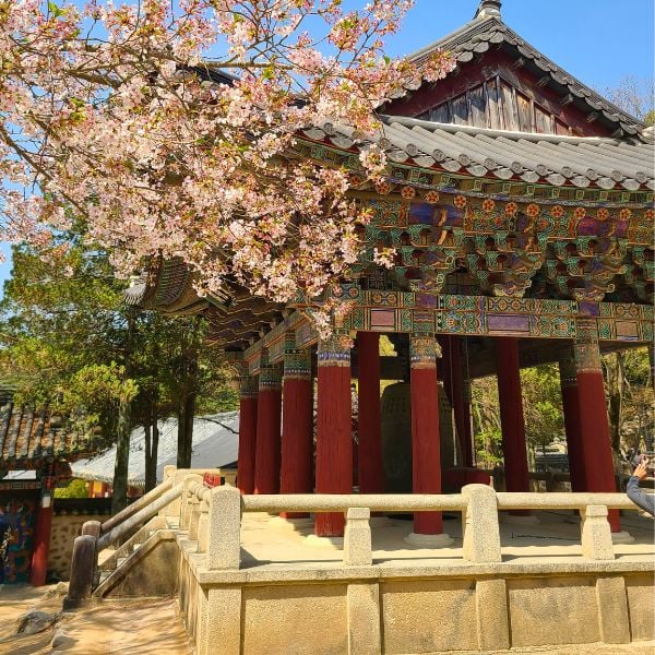 10 Best National Parks In Korea To Visit For Beautiful Views 6 Temple and Cherry Blossoms In Korea