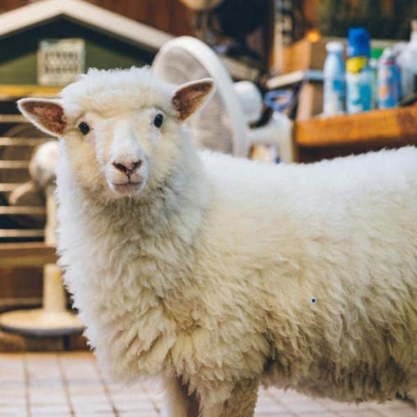 A Weekend In Seoul: Perfect Two Day Itinerary For Seoul 2024 20 Thanks Nature Sheep Cafe Seoul