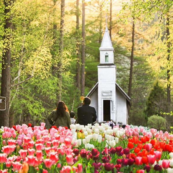 Best Korean Spring Festivals 2024: Nature, Culture, Blossoms 17 The Garden of Morning Calm Spring Festival