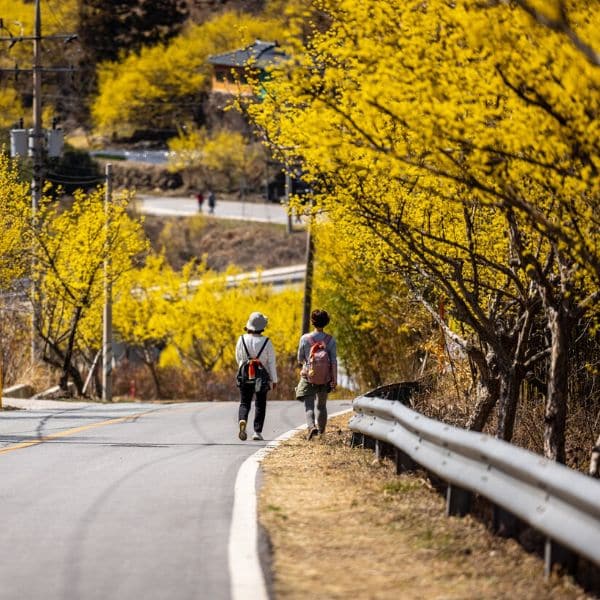 Best Korean Spring Festivals 2024: Nature, Culture, Blossoms 20 The Gurye Sansuyu Festival In Korea