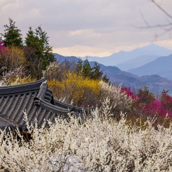 Best Korean Spring Festivals 2024: Nature, Culture, Blossoms 16 The Gwangyang Maehwa Plum Blossom Festival In Korea