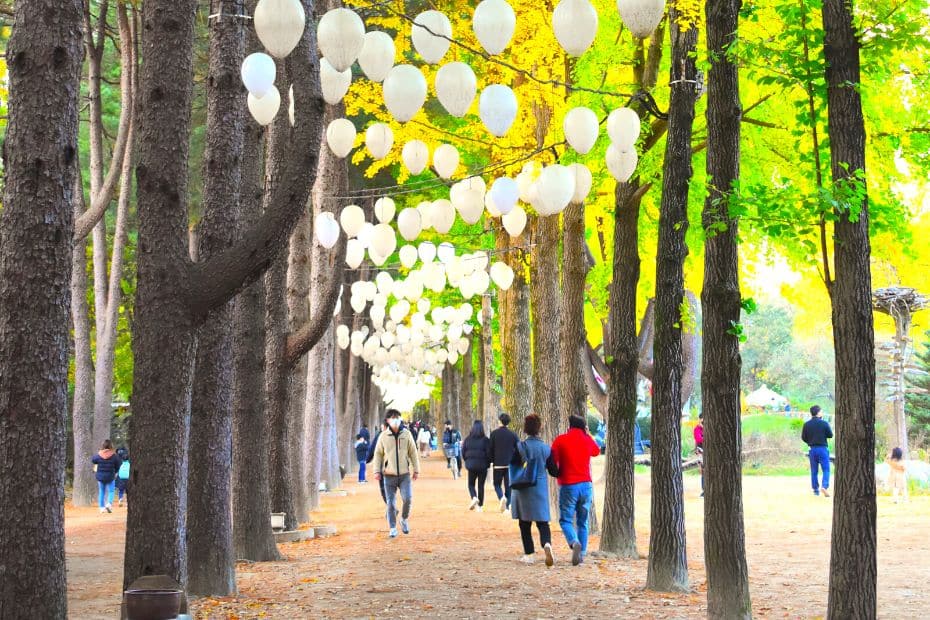 How To Get From Seoul To Nami Island By Car, Train, Tour 2024 22 Tree-Lined Path On Nami Island