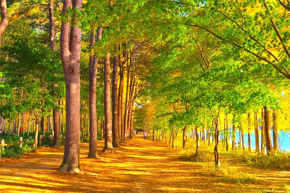 How To Get From Seoul To Nami Island By Car, Train, Tour 2024 32 Trees in sunlight