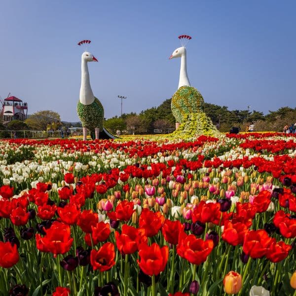 Best Korean Spring Festivals 2024: Nature, Culture, Blossoms 21 Tulips at the Taean Tulip Festival In Korea