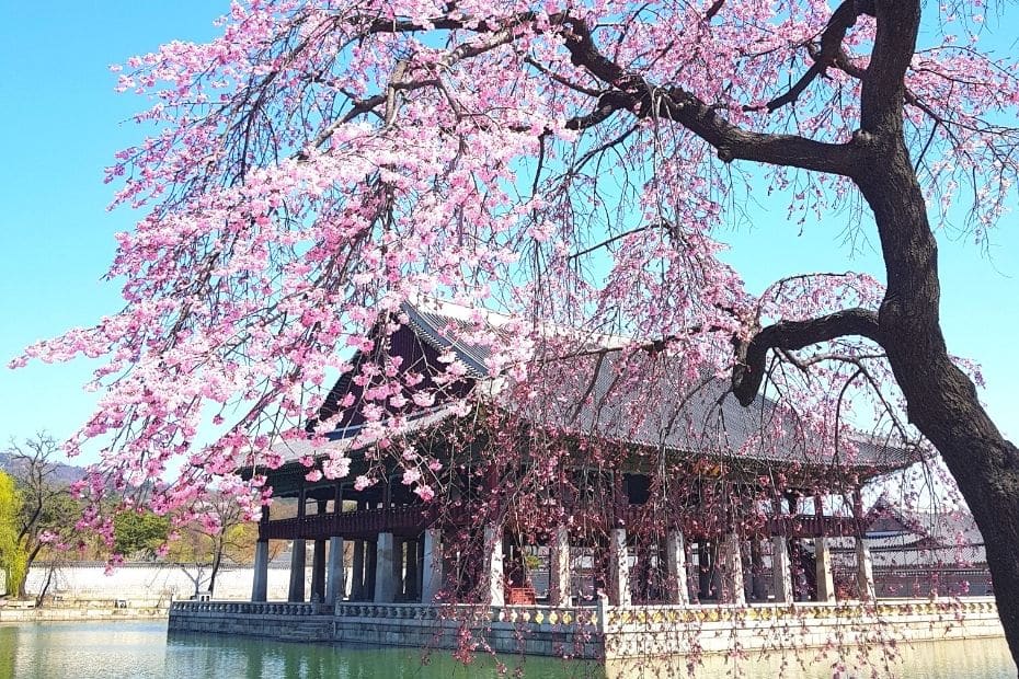Where Does It Snow In Korea? Snow In Seoul And Korea 2024 38 Cherry blossoms at Gyeongbokgung Palace, Seoul, Korea