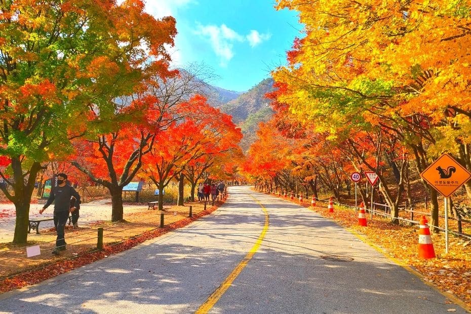 When To Go Hiking In Korea: Seasonal Hiking Guide 2024 10 Autumn leaves in Naejangsan National Park, Korea