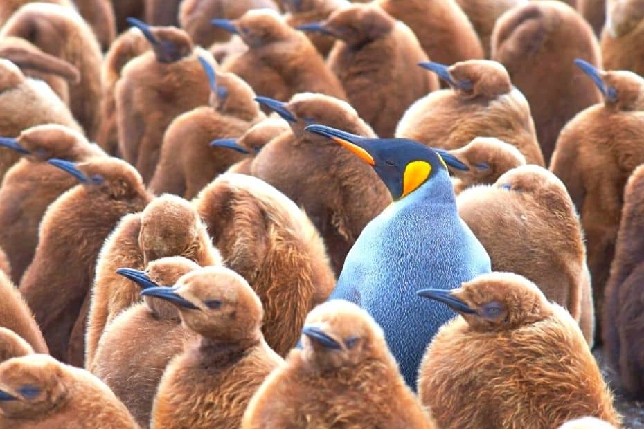 What It's Like Dating In Korea And Things To Watch Out For 15 Isolated penguin representing expat life in Korea