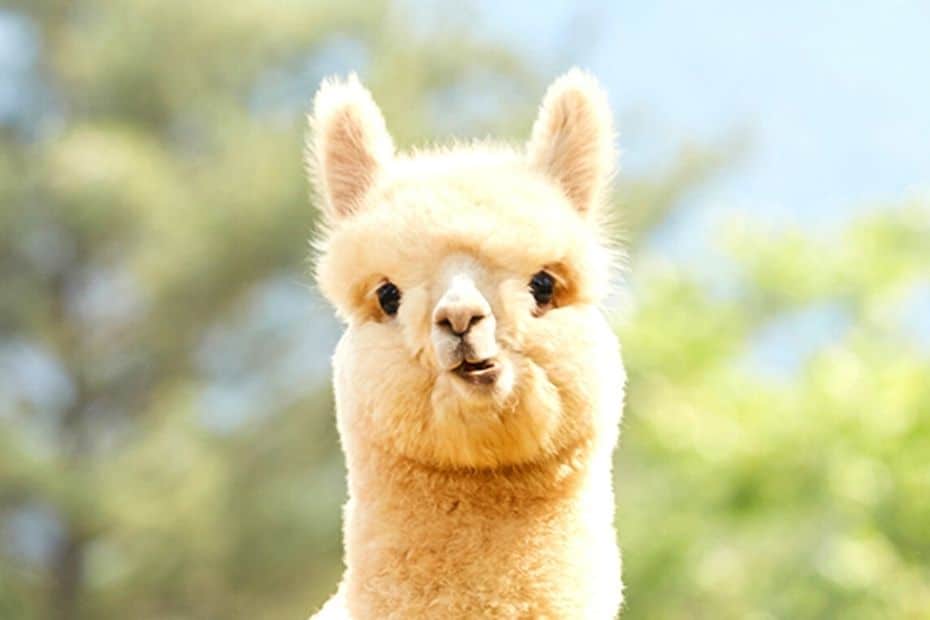 What It's Like Dating In Korea And Things To Watch Out For 8 Cute alpaca